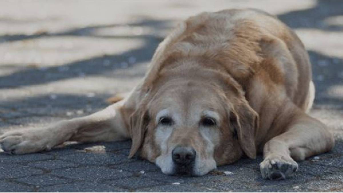 Altas temperaturas afectan a los animales de la calle.