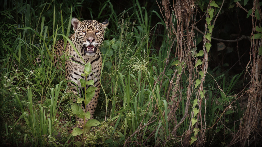 Un jaguar en la selva.