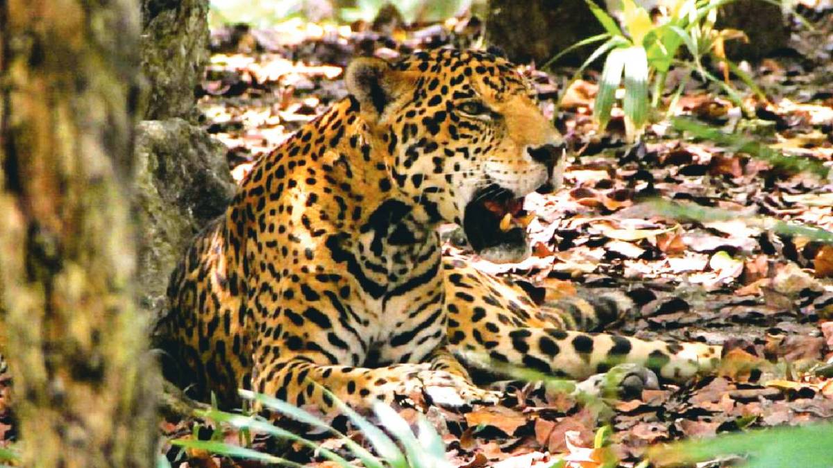 El jaguar está en peligro.