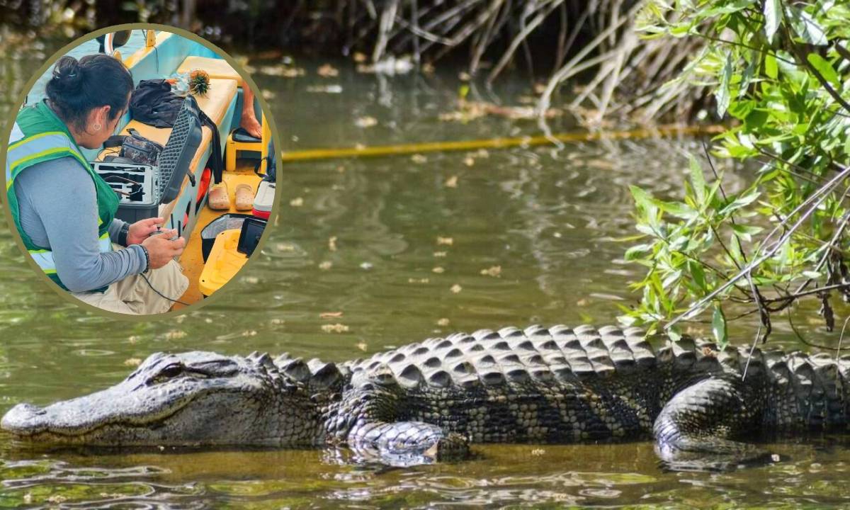 Observación de cocodrilos en la laguna Nichupté.