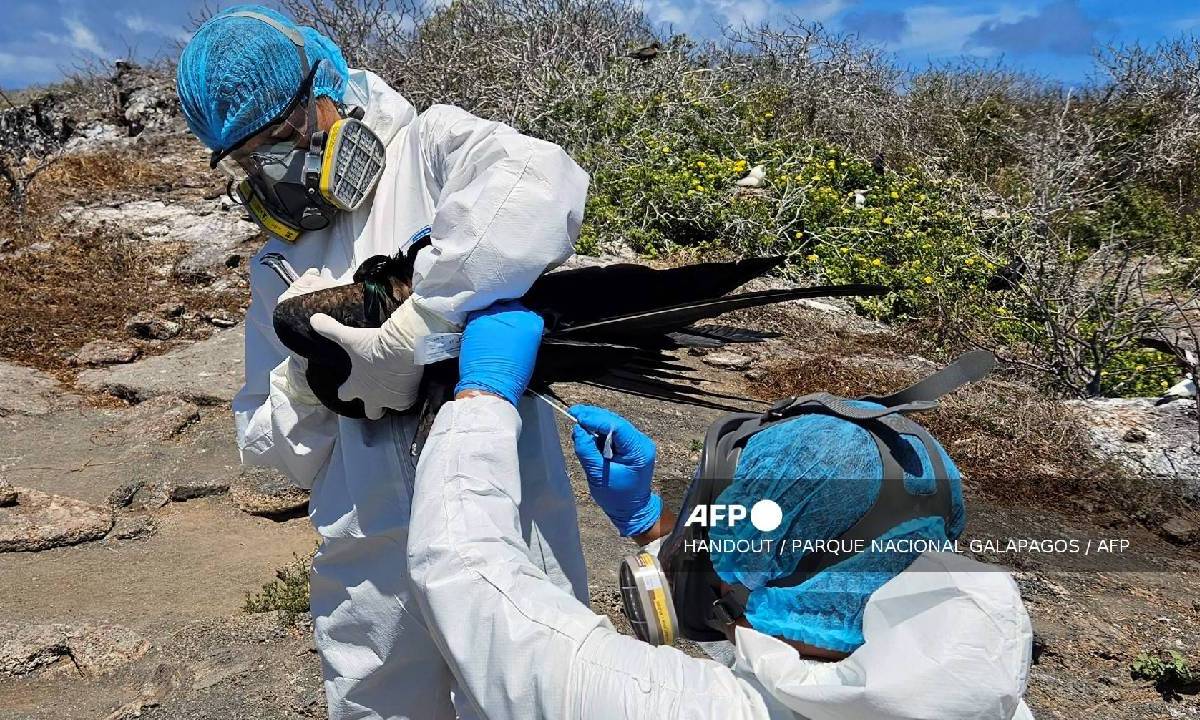 El primer fallecimiento por gripe aviar ocurrió en México.