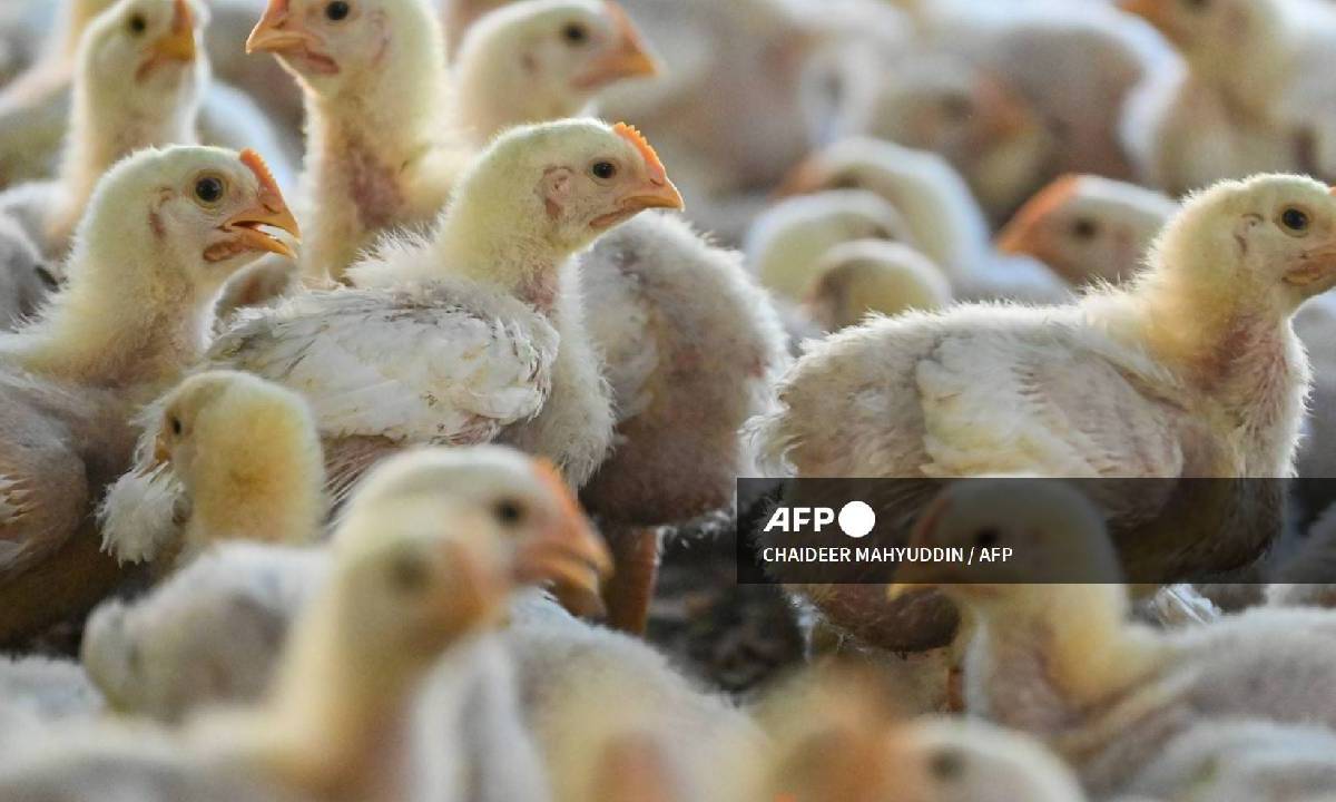 La gripe aviar es objeto de seguimiento por parte de autoridades.