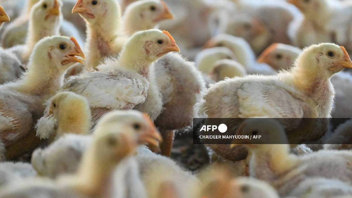 La gripe aviar es objeto de seguimiento por parte de autoridades.