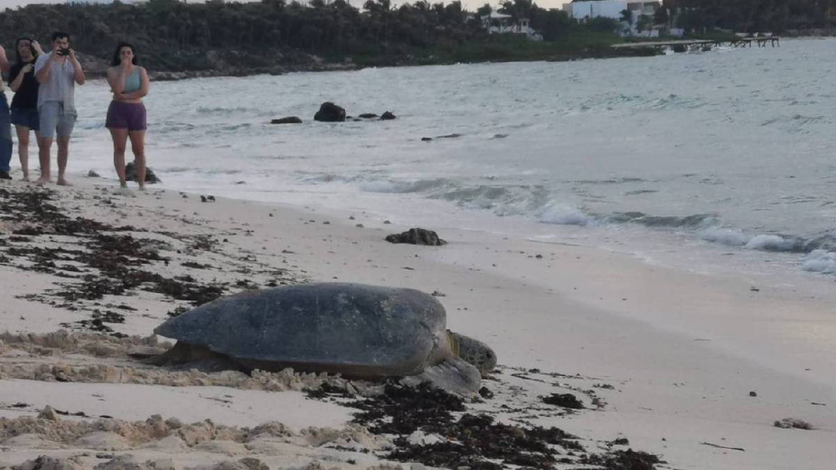 En Akumal se busca proteger a los quelonios.