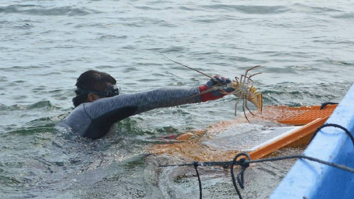 La captura de langosta se ha dificultado.