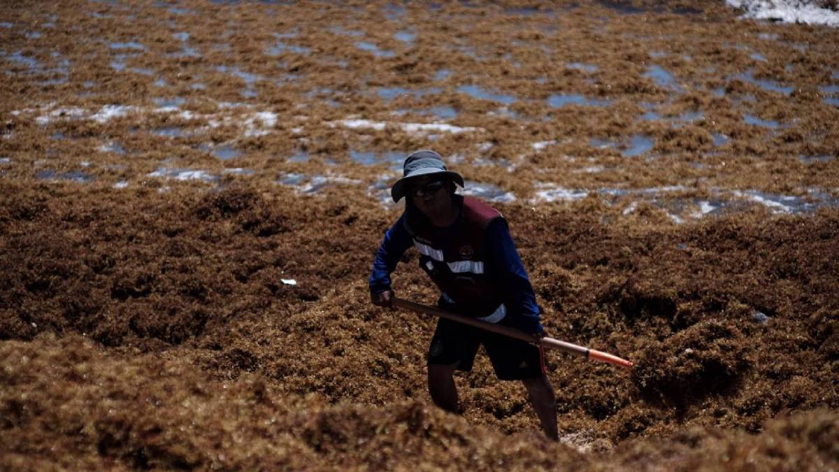 Un hombre retira sargazo en una playa de Quintana Roo.