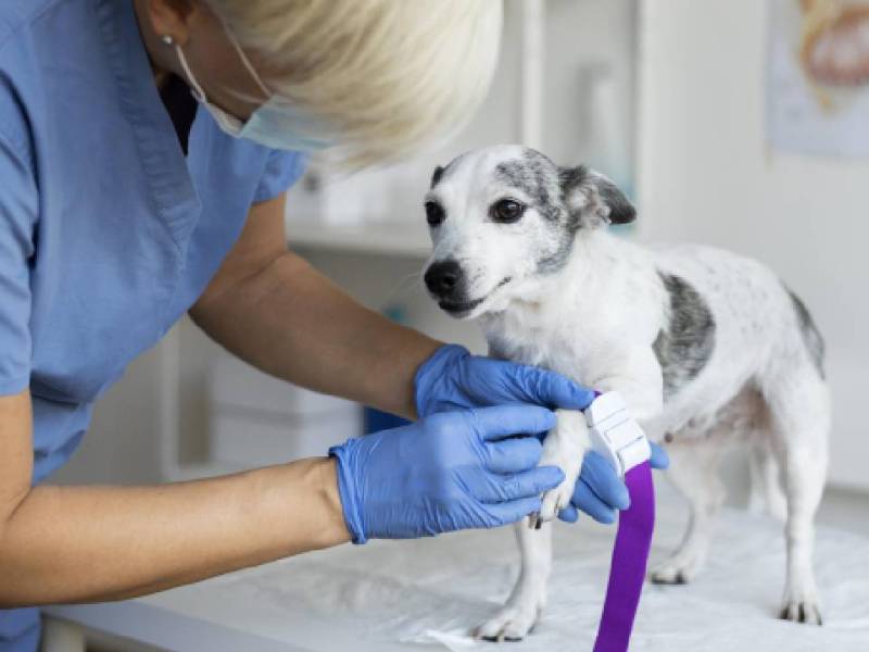 Parvovirus canino: Cómo detectarlo y prevenirlo en casa