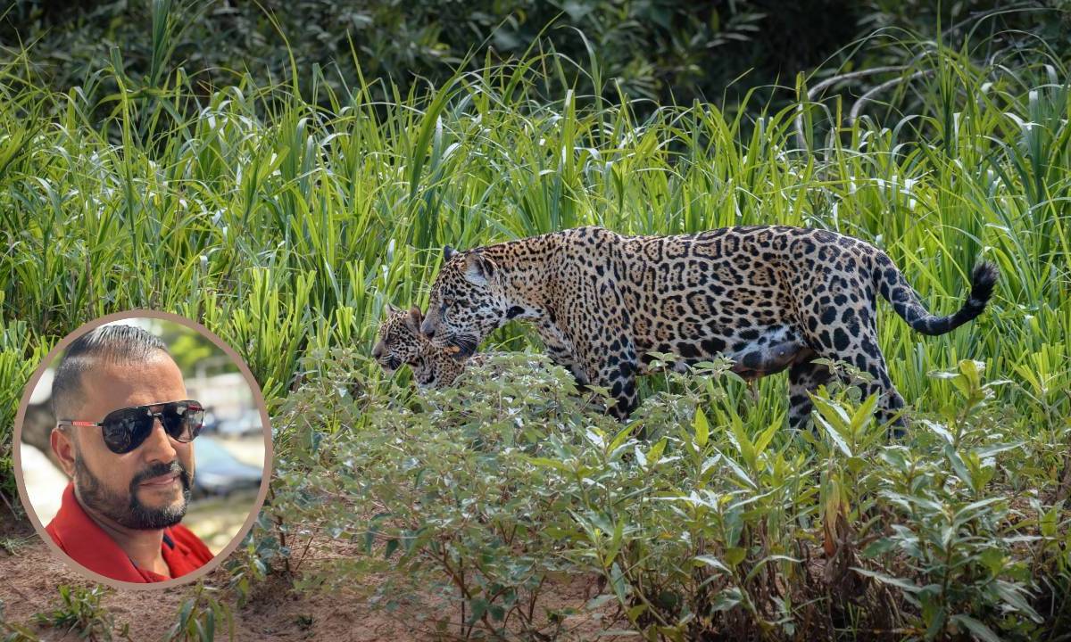 Avistamientos de jaguares en Cancún.