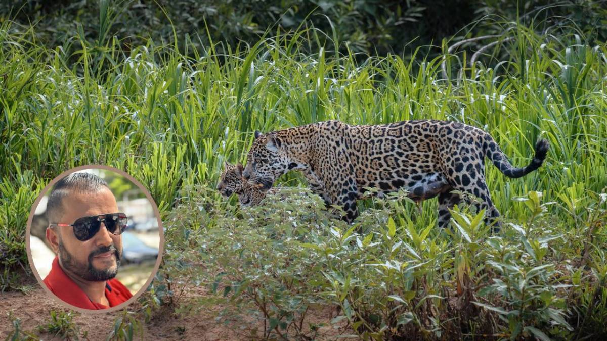 Avistamientos de jaguares en Cancún.