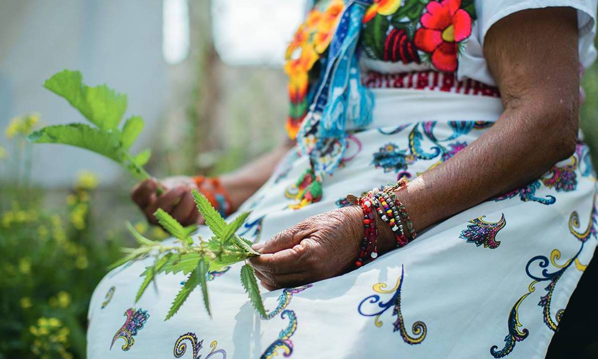 La medicina tradicional debe ser conservada, afirman expertos.