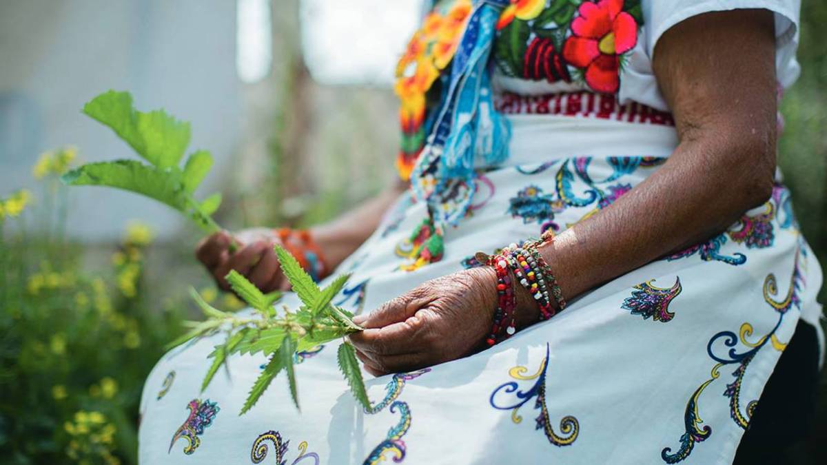 La medicina tradicional debe ser conservada, afirman expertos.