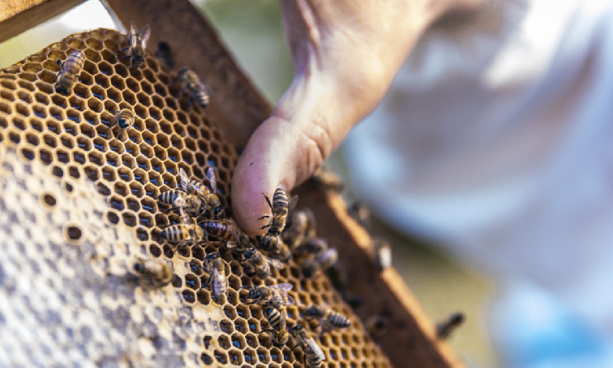 Las abejas meliponas son importantes para la biodiversidad.