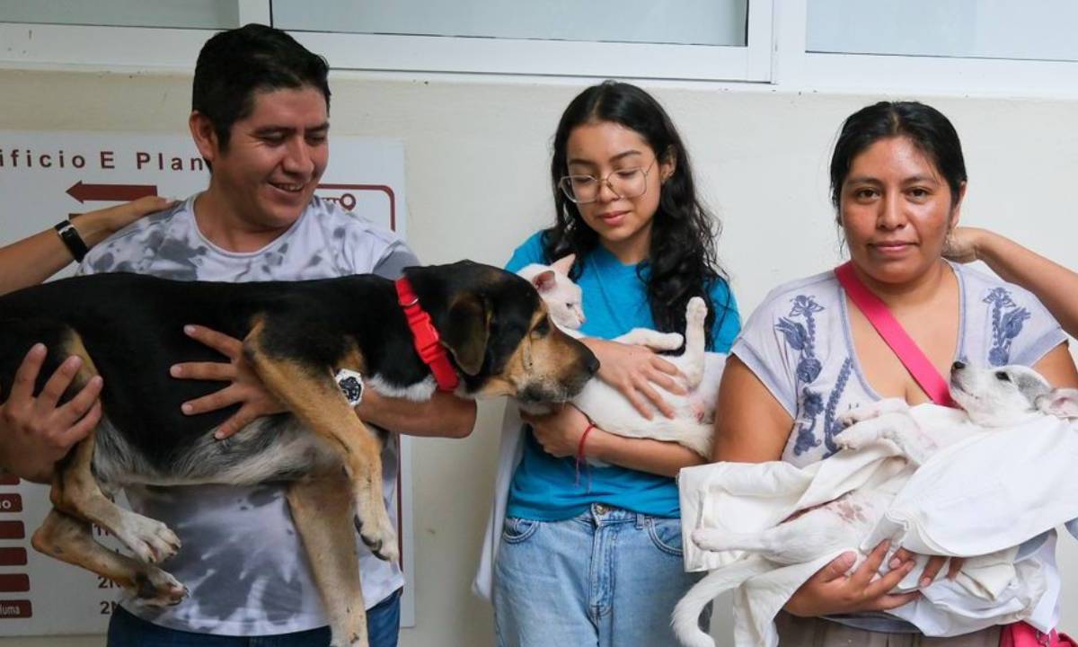 Esterilización de perros y gatos en Cancún.