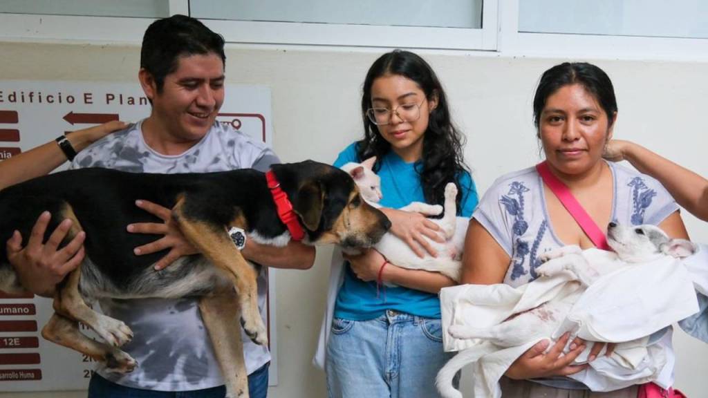 Esterilización de perros y gatos en Cancún.