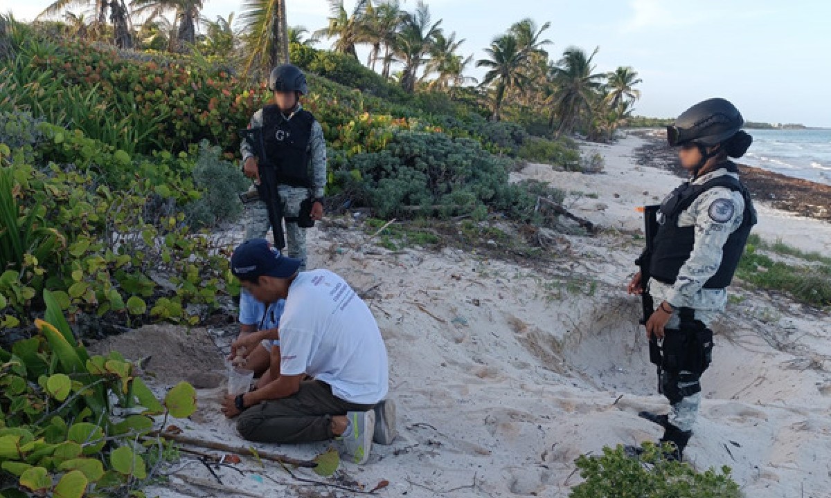 Elementos de la Guardia Nacional recuperaron huevos de tortuga.