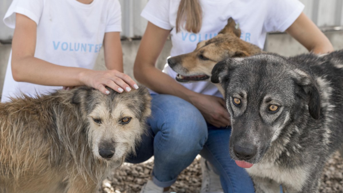 En Cancún hay mucho interés por el cuidado animal.