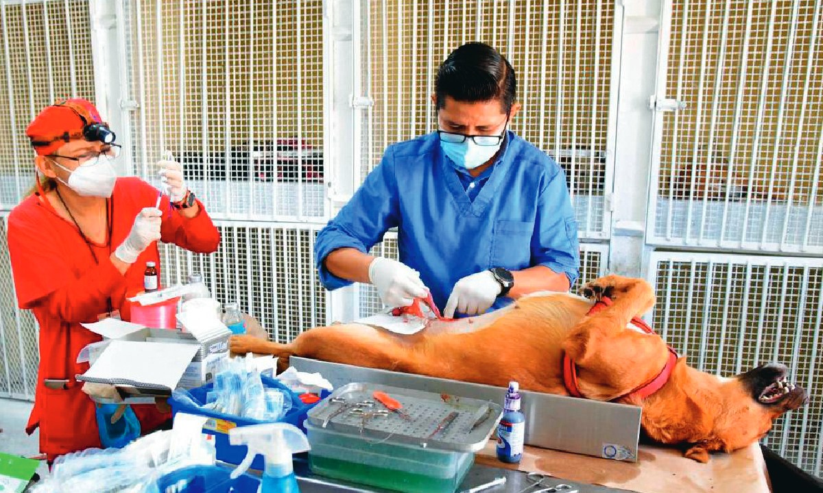 Los veterinarios destacan la nueva guía de esterilización.