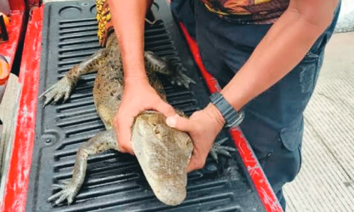 Los Bomberos han rescatado diversas especies.