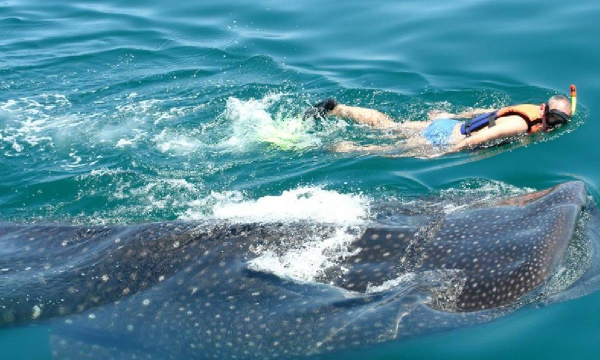 Esnorquel con tiburón ballena en el Caribe mexicano.