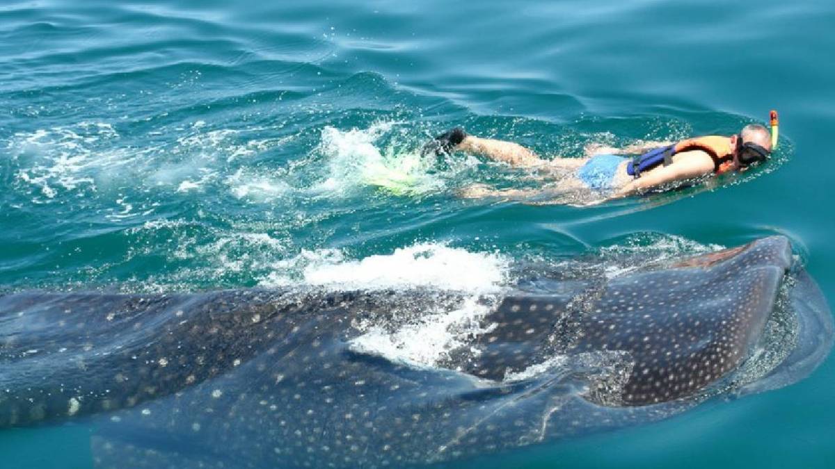 Esnorquel con tiburón ballena en el Caribe mexicano.