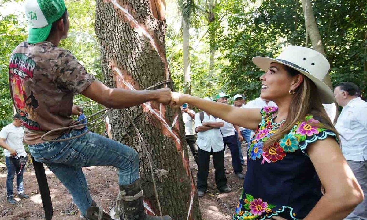 El chicle maya ya está registrado.