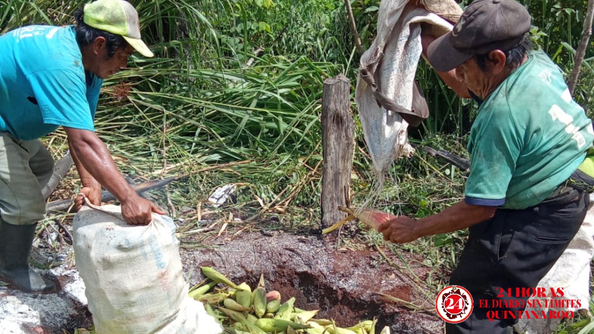 Productores en Lázaro Cárdenas ya iniciaron con la cosecha.