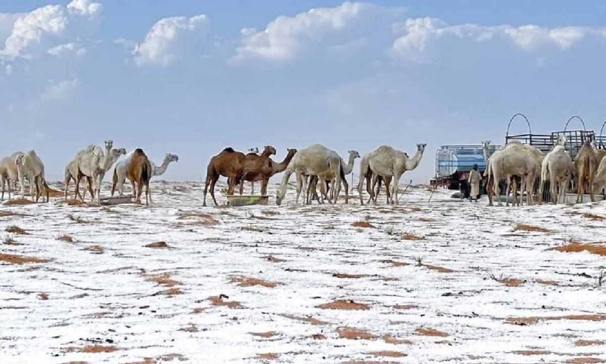 El desierto de Arabia se pintó de blanco.