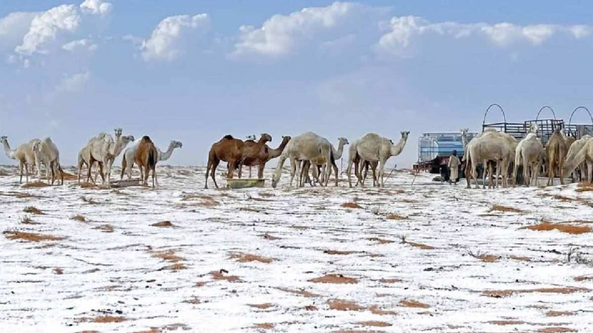 El desierto de Arabia se pintó de blanco.