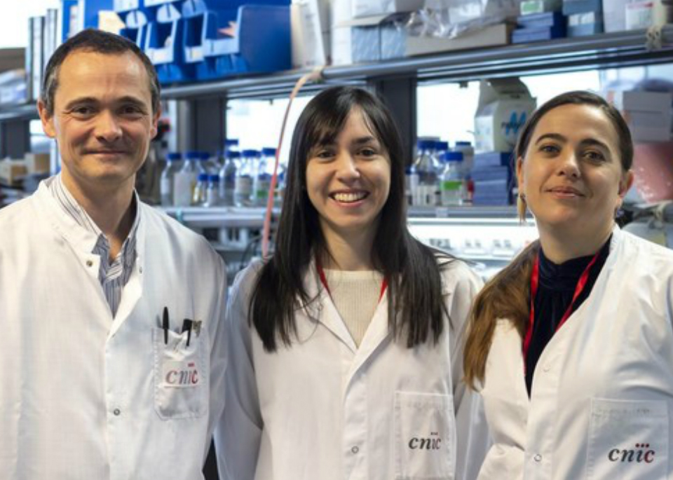 El cáncer de hígado es mayor en hombres que en mujeres, científicas españolas han encontrado una explicación: la clave está en una hormona que genera el tejido adiposo, la adiponectina.