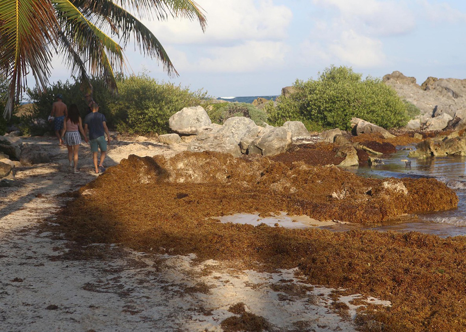 Los recales de sargazo continuarán en forma intermitente, desde Punta Sam al Norte, hasta Tulum, al Sur, impulsados por el viento del Este y Sureste.
