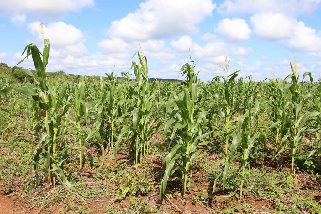 Lázaro Cárdenas, sin recursos para afrontar eventual plaga de langosta agrícola