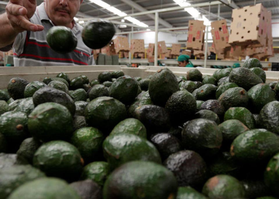 ¡Sube el precio del aguacate! Sobrepasa barrera de 70 pesos por kilo