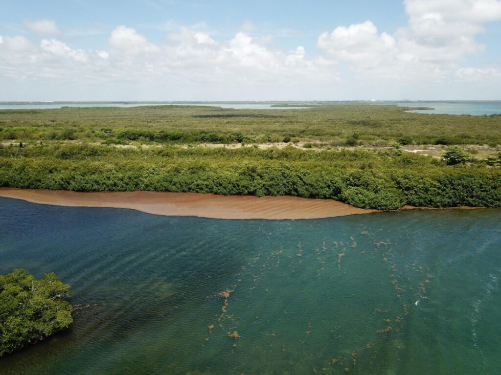 El sargazo ya también es problema en África y Europa: Alfredo Arellano