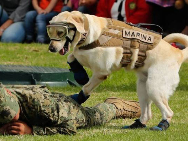 Frida es reconocida como el mejor perro del 2019