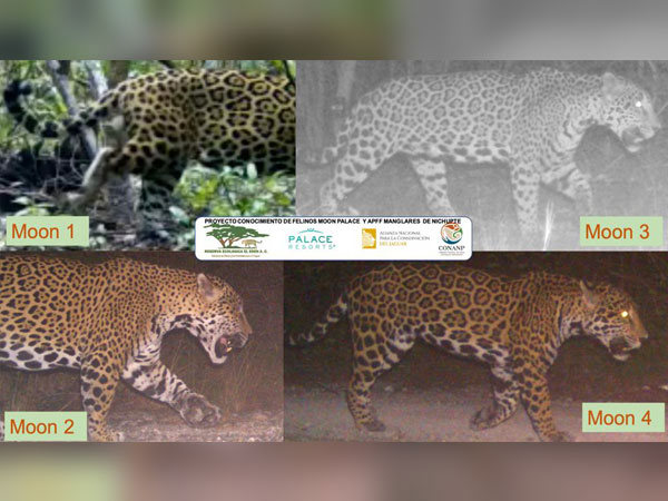 Encuentran 10 felinos salvajes en Cancún
