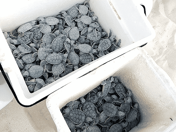 Nacen 3.3 millones de tortugas en Quintana Roo