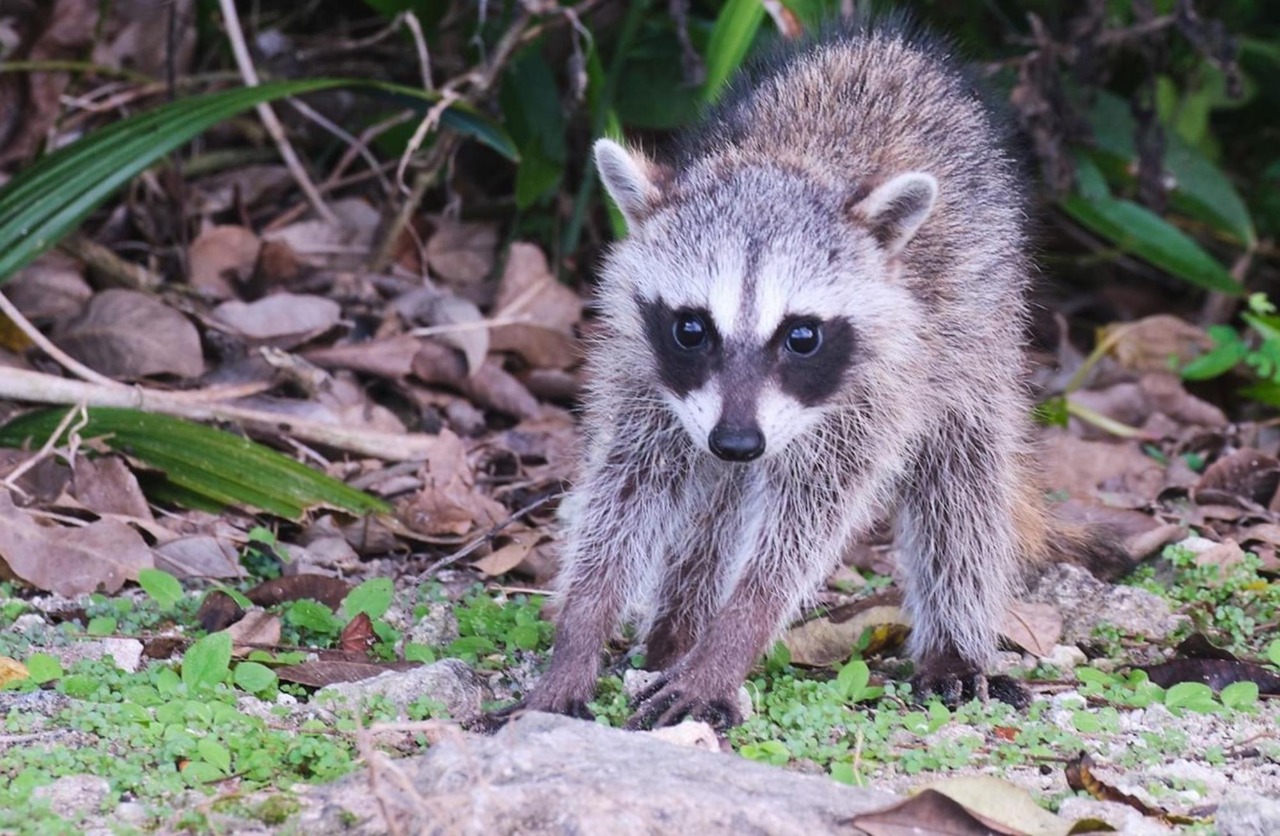 Mapaches pigmeos son rescatados y liberados en Cozumel