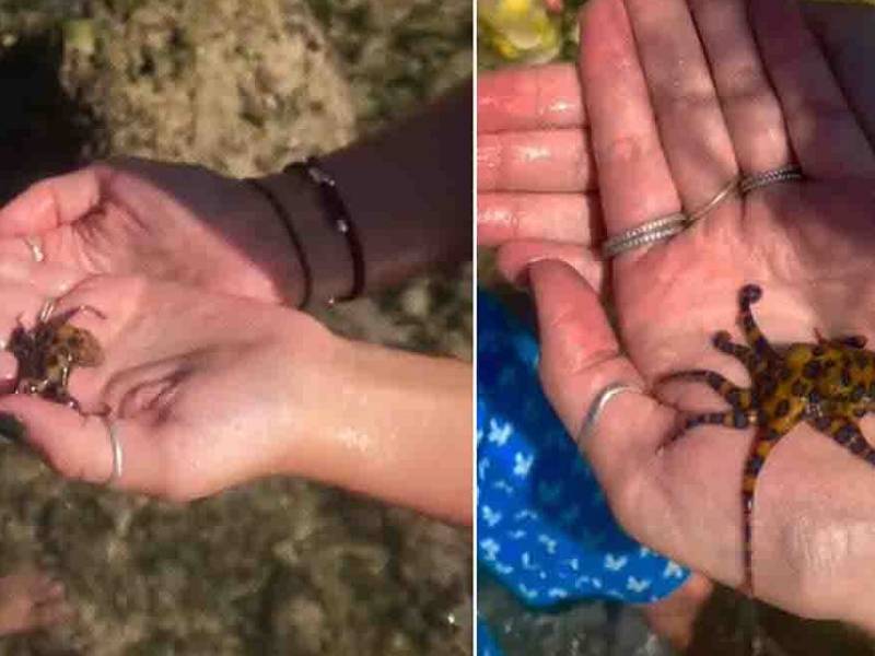 (VIDEO) Tiktoker juega con un pulpo sin saber que venenosos