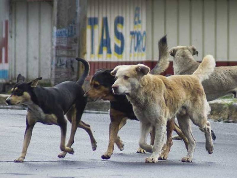 Anuncian campaña de esterilización a 200 perros y gatos en Cancún