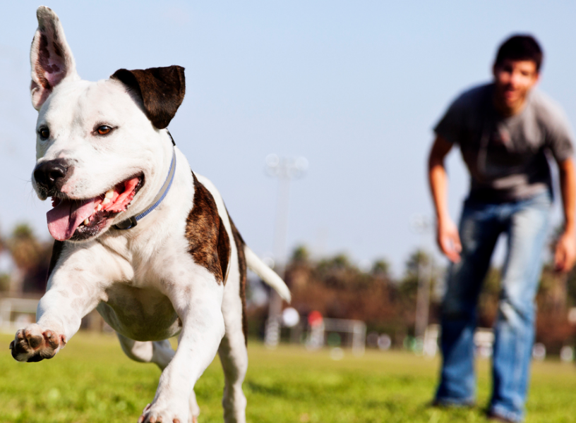 Conoce los beneficios de tener perros o gatos