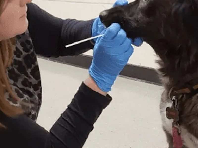 Carnivac-Cov, la vacuna contra Covid-19 desarrollada en Rusia para los animales