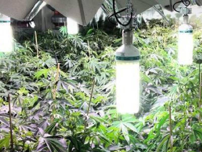 Desarrollan un proyecto para sembrar de forma ecológica la marihuana