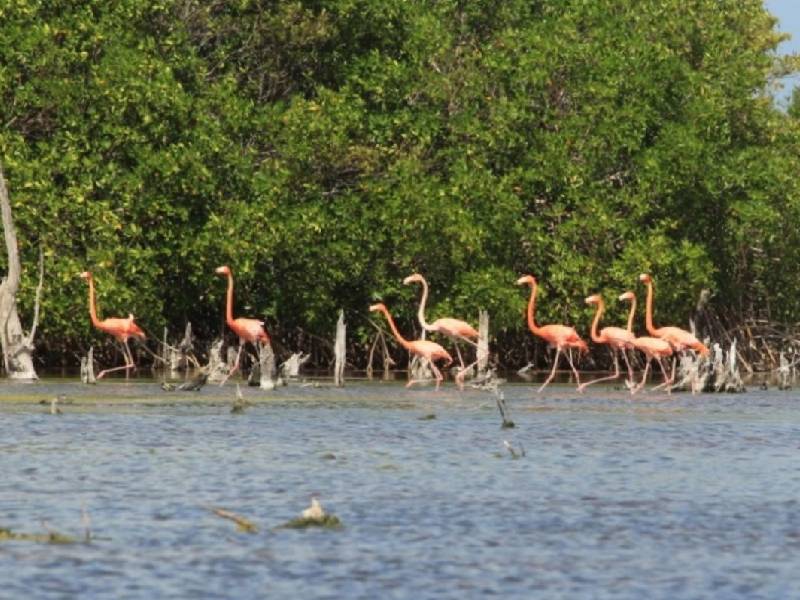 Piden detener la tala de manglar en Tulum