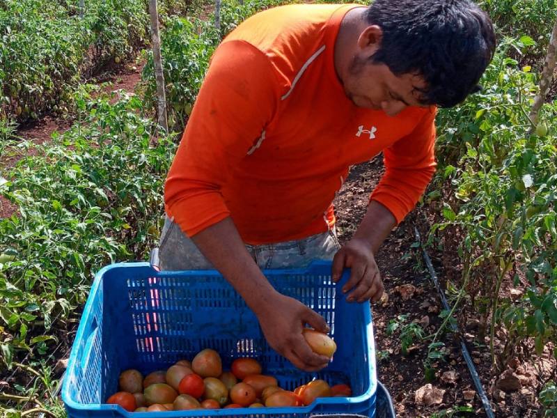 Piden rescatar conocimiento agrícola ancestral