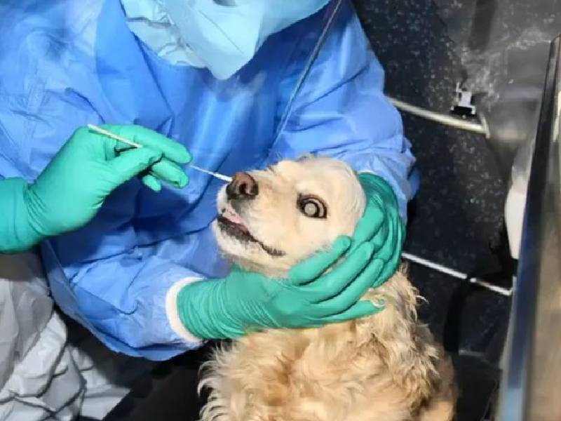 Rusia produce el primer lote de vacuna Covid-19, Carnivac-Cov, para animales