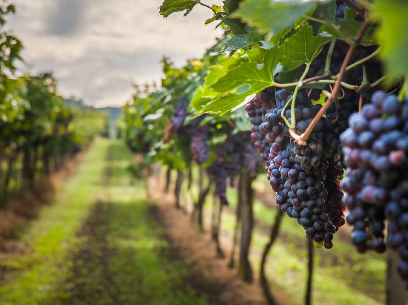 Se convierte Guanajuato en la nueva capital del vino