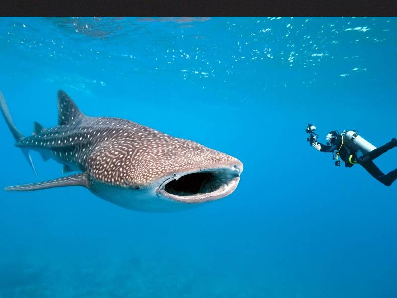 Tiburón ballena, gancho turístico