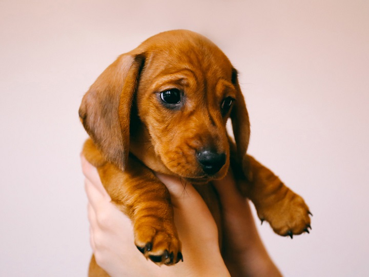 Te enseñamos a calcular la edad de tu perro. ¡Es muy sencillo!
