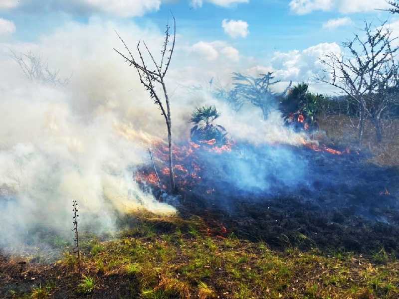 liquidan incendios forestales en puerto morelos y opb