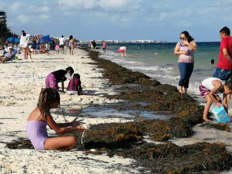 Crece 333% isla de sargazo